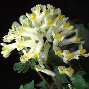Corydalis Solida Flower seeds for Planting - Wildflower Mix, Heirloom & GMO Free Seeds for Home Garden
 
 Sale for planting in home garden