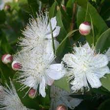 Myrtle Flower seeds for Planting - Fragrant Blossoms, Heirloom & GMO Free Seeds for Home Garden
 
 Sale for planting in home garden.