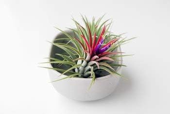 Planting Seeds For Pink Green Airplants - Vibrant & Unique