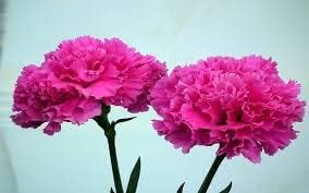 Pink Carnation Flower seeds for Planting - Garden Favorite, Heirloom & GMO Free Seeds for Home Garden
 
 Sale seeds for home garden