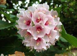 Dombeya Bourgassiae Flower seeds for Planting Long Bloom Season Heirloom & GMO Free Seeds for Home Garden 
 
 Sale for planting in home garden