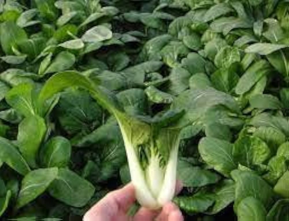Canton Bok Choy Brassica rapa for planting in vegetable patch.
