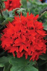 White Green China Aster Flower Seeds for Planting Garden Favorite Heirloom & GMO Free Seeds for Home Garden
 
 Sale for planting in home garden