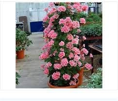 Light Violet Pelargonium Flower Seeds for Planting Low Maintenance Heirloom & GMO Free Seeds for Home Garden
 
 Sale for planting in home garden