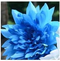 White Orange Pelargonium Flower Seeds for Planting Cottage Garden Essential Heirloom & GMO Free Seeds for Home Garden
 
 Sale for planting in home garden