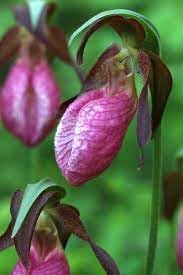 Lady's Slipper Flower seeds for Planting - Compact Growth, Heirloom & GMO Free Seeds for Home Garden
 
 Sale seeds for home garden