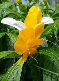 Yellow Pachystachys Lutea Flower seeds for Planting - Easy to Grow, Heirloom & GMO Free Seeds for Home Garden
 
 Sale for planting in home garden
