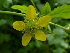 Yellow Moist Wetland Flower Seeds Planting