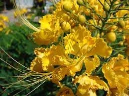 Blue Adenium Obesum Seeds Fragrant Blossoms Heirloom & GMO Free Seeds for Home Garden
 
 Sale for planting in home garden