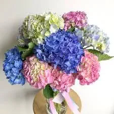 Hydrangea Bonsai Seeds for Vibrant Garden Blooms
