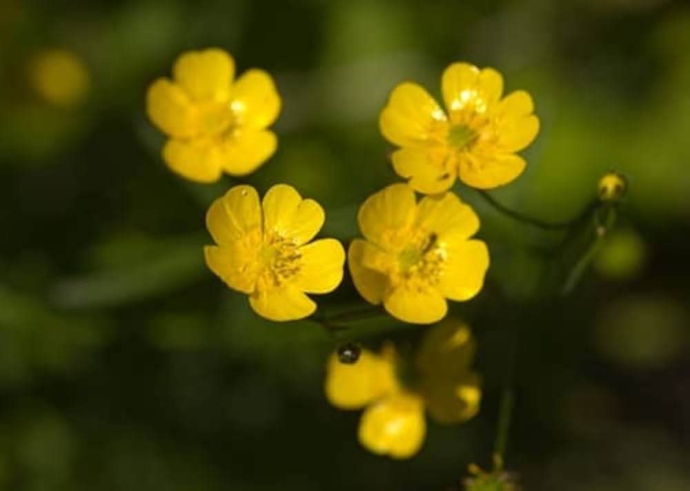 Early Buttercup Native Wildflower Seeds for pollinator-friendly gardens