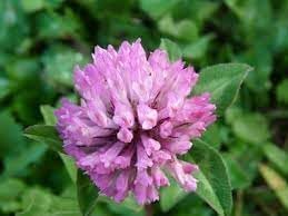 Clover Flower seeds for Planting - Cut Flower Favorite, Heirloom & GMO Free Seeds for Home Garden
 
 Sale seeds for home garden