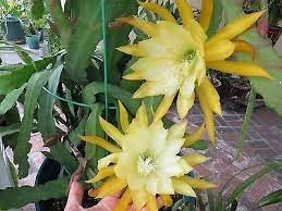 Epiphyllum Flower seeds for Planting Low Maintenance Heirloom & GMO Free Seeds for Home Garden 
 
 Sale for planting in home garden