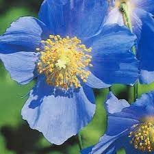 Meconopsis Flower seeds for Planting - Vibrant Colors, Heirloom & GMO Free Seeds for Home Garden
 
 Sale seeds for planting in home garden