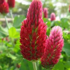 Heirloom Manure Flower seeds for Planting Shade Tolerant Heirloom & GMO Free Seeds for Home Garden 
 
 Sale for planting in home garden