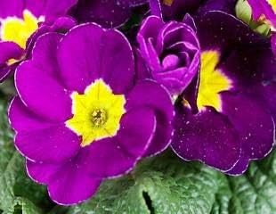Violet Pansy Flower Seeds for Planting Wildflower Mix Heirloom & GMO Free Seeds for Home Garden
 
 Sale for planting in home garden