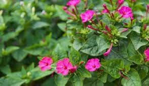 Jalapa Flower seeds for Planting - Vibrant Colors, Heirloom & GMO Free Seeds for Home Garden
 
 Sale for planting in home garden.