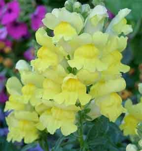 Orange Red Tulip Flower Seeds for Planting – Heirloom NonGMO Organic Garden Seeds – Bright Blooms High Germination
 
 Sale for planting in home garden