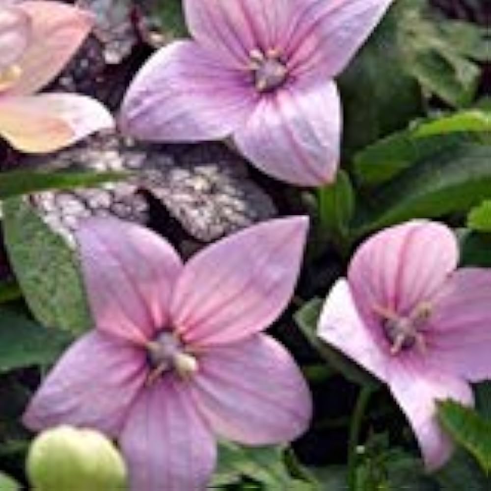 Platycodon Astra flower seeds for balloon-shaped blooms