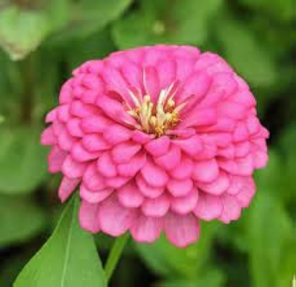 Zinnia Flower seeds for Planting - Perfect for Borders, Heirloom & GMO Free Seeds for Home Garden
 
 Sale for planting in home garden.