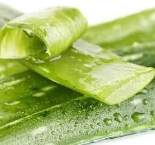 Light Green Aloe Vera Flower seeds for Planting - Low Maintenance, Heirloom & GMO Free Seeds for Home Garden
 
 Sale seeds for home garden