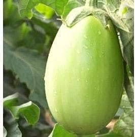 Green Eggplant Seeds For Planting Vegetable Seeds