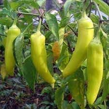 Planting Banana Pepper Vegetable Seeds - Sweet Spice For Your Garden