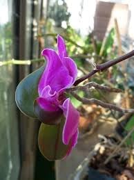 Keiki Orchids Flower seeds for Planting Fragrant Blossoms Heirloom & GMO Free Seeds for Home Garden 
 
 Sale for planting in home garden