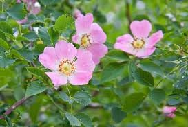 Rosa Canina Flower seeds for Planting Shade Tolerant Heirloom & GMO Free Seeds for Home Garden 
 
 Sale for planting in home garden