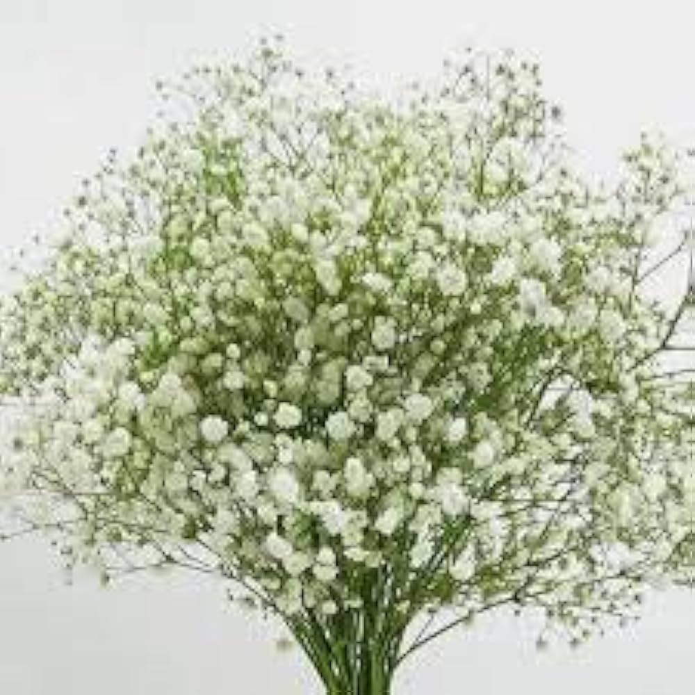 Gypsophila Gypsy Compact White for planting in flower bed