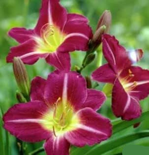 Violet Hemerocallis Flower seeds for Planting Easy to Grow Heirloom & GMO Free Seeds for Home Garden 
 
 Sale seeds for home garden planting