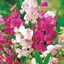 Heirloom Pea Flower seeds for Planting Wildflower Mix Heirloom & GMO Free Seeds for Home Garden 
 
 Sale for planting in home garden