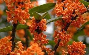 Osmanthus Orange Flower seeds for Planting - Drought Tolerant, Heirloom & GMO Free Seeds for Home Garden
 
 Sale seeds for home garden