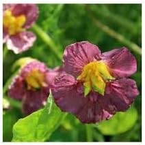 Nasturtium Flower seeds for Planting - Premium Quality, Heirloom & GMO Free Seeds for Home Garden
 
 Sale seeds for home garden
