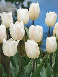 Deep Purple Heuchera for Planting Colorful Display Heirloom & GMO Free Seeds for Home Garden 
 
 Sale for planting in home garden