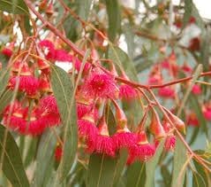 Eucalyptus (Eucalyptus Flower) seeds for planting in home garden