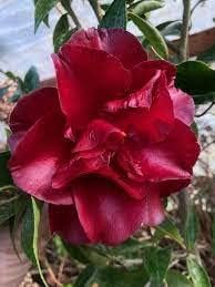 Burgundy Camellia Flower seeds for Planting - Cottage Garden Essential, Heirloom & GMO Free Seeds for Home Garden
 
 Sale for planting in home garden.