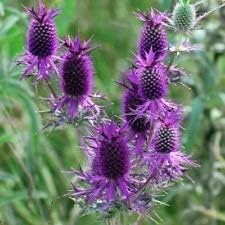 Purple Eryngo Flower seeds for Planting - Easy to Grow, Heirloom & GMO Free Seeds for Home Garden
 
 Sale seeds for planting in home garden