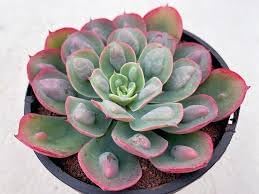 Echeveria Raindrops Seeds - Plant For Stunning Succulent Beauty Seed