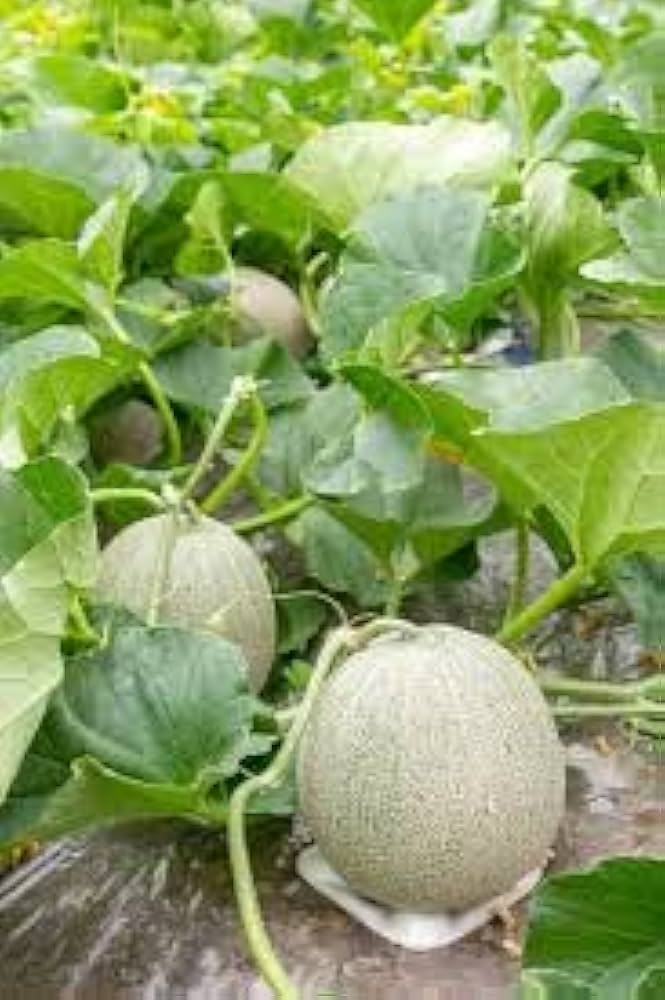 Cantaloupe Cucumis melo for planting in vegetable garden