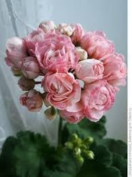 Pelargonium × hortorum Flower seeds for Planting - Pollinator Friendly, Heirloom & GMO Free Seeds for Home Garden
 
 Sale seeds for home garden