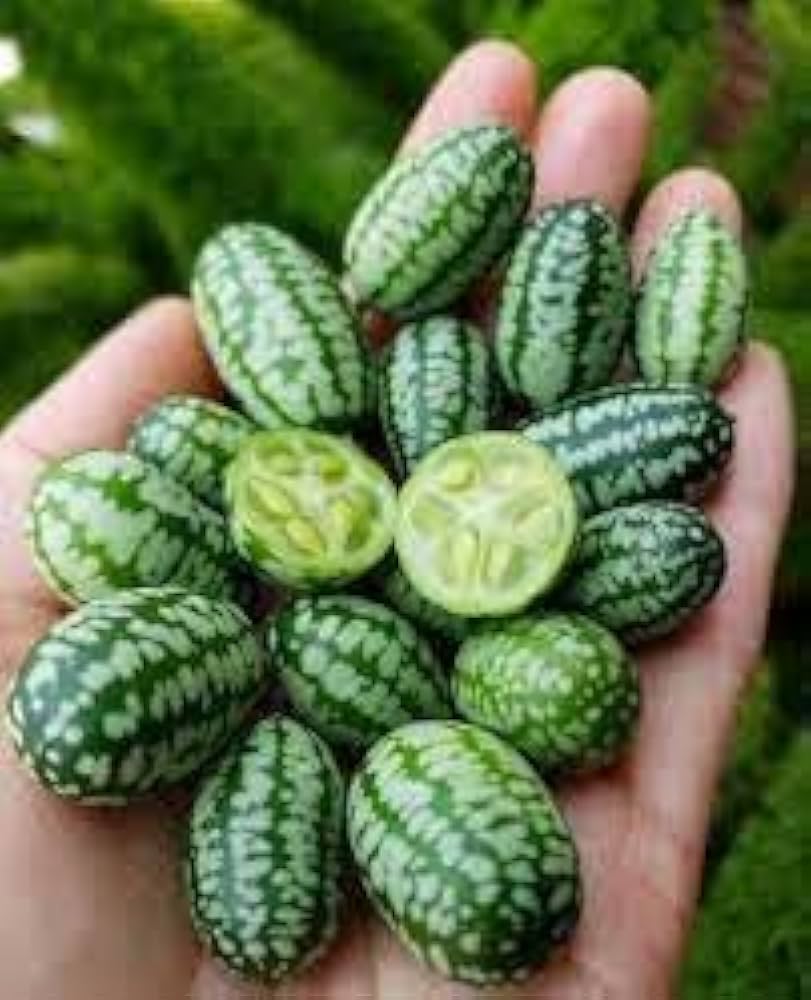 Mini Pepquino Watermelon Citrullus lanatus for planting in vegetable patch