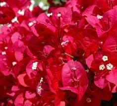 Green Tulip Flower Seeds – Cottage Garden Essential Heirloom & NonGMO Seeds for Planting Home Garden
 
 Sale for planting in home garden