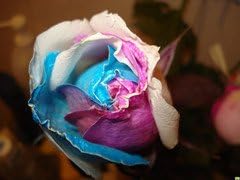 Gold Rose Flower seeds for Planting - Wildflower Mix, Heirloom & GMO Free Seeds for Home Garden
 
 Sale for planting in home garden.