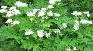 Myrrhis Flower seeds for Planting - Drought Tolerant, Heirloom & GMO Free Seeds for Home Garden
 
 Sale for planting in home garden.