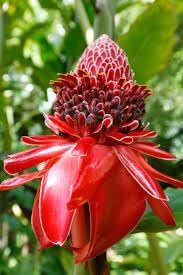 Ginger Etlingera Elatior Flower seeds for Planting Compact Growth Heirloom & GMO Free Seeds for Home Garden 
 
 Sale for planting in home garden