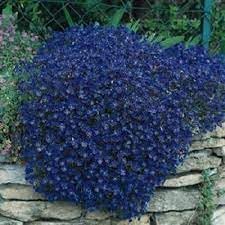 Rock Cress Planting Flower Blue Seeds For A Vibrant Garden Display