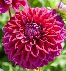 Blue Mix Pelargonium Peltatum Flower Seeds for Planting Cut Flower Favorite Heirloom & GMO Free Seeds for Home Garden
 
 Sale for planting in home garden