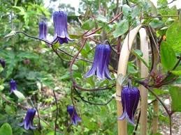 Clematis Rooguchi Flower seeds for Planting Colorful Display Heirloom & GMO Free Seeds for Home Garden 
 
 Sale for planting in home garden