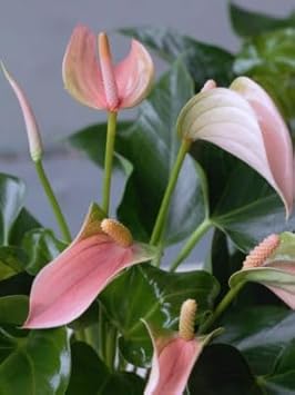 Pink Anthurium Andraeanum Flower seeds for Planting Low Maintenance Heirloom & GMO Free Seeds for Home Garden 
 
 Sale for planting in home garden
